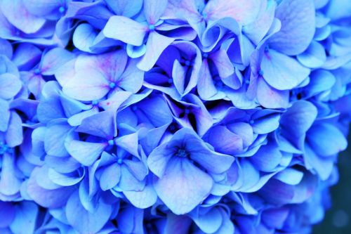 Gėlė,  Florets,  Hortenzija,  Subtilus,  Mėlynas,  Tamsintas,  Hortensijos Vaizdas Tamsintas Mėlynas