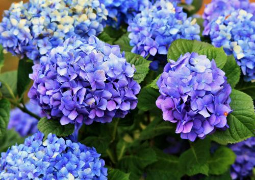Gėlės,  Galvos,  Hortenzija,  Violetinė,  Mėlynas,  Hortenzija Violetinė Ir Mėlyna