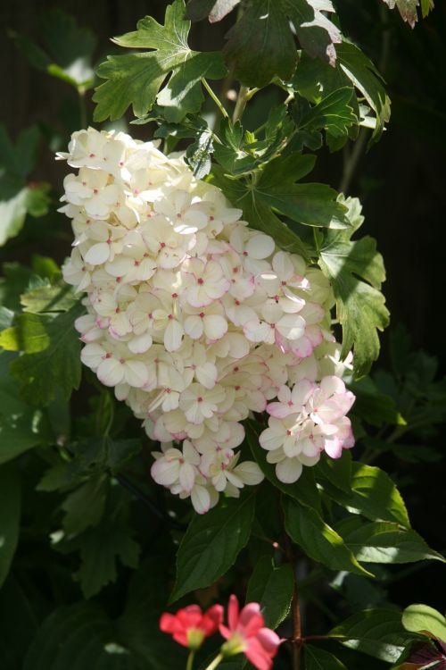 Hydrangea Paniculata, Paprastas, Balta, Vasara, Rožinio Užuominą, Atspalvis