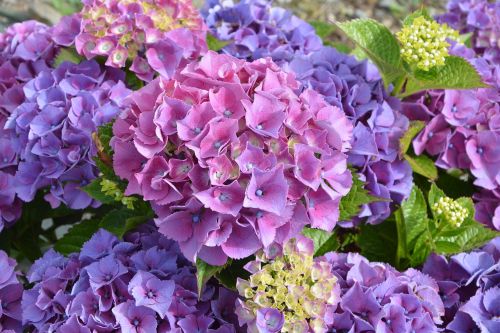 Hortenzijos Violetinė, Gėlė, Žiedlapiai, Augalas, Žydėjimas, Gamta, Brittany, Sodas, Botanika, Flora, Violetinės Žiedlapys