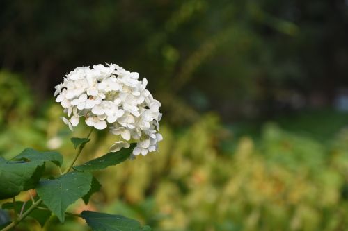 Hydrangea Viburnum, Gėlė, Balta