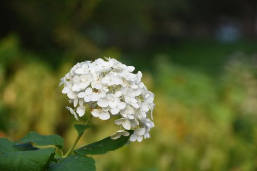 Hydrangea Viburnum, Gėlė, Balta