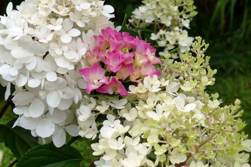 Hydrangeas, Gėlės, Balta, Rožinis, Sodas, Vasara, Gamta