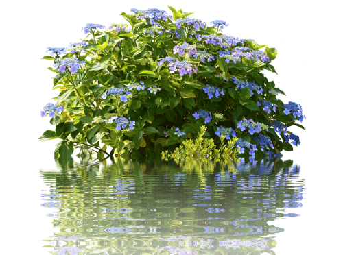 Hydrangeas, Hortenzijos Krūmas, Krūmas, Gamta, Pavasaris, Flora, Gėlių Sodas, Gėlės
