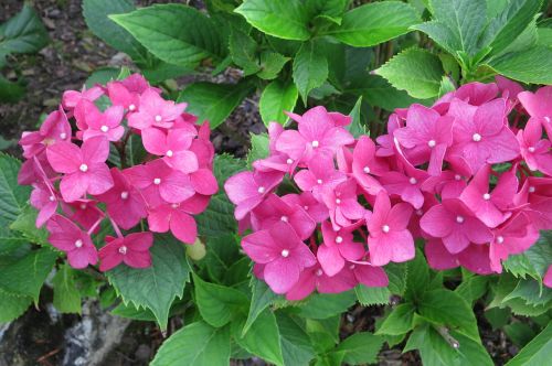 Hydrangeas, Gėlės, Rožinis