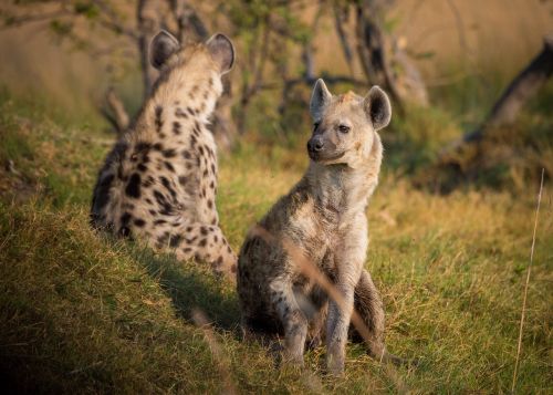 Hyena, Afrika, Botsvana, Gyvūnas, Laukinė Gamta, Safari