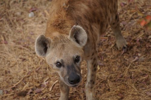 Hyena, Atrodo, Šunys, Akys, Afrika, Malis, Zoologijos Sodas, Ausys