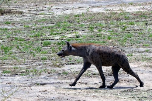Hyena, Savana, Tanzanija