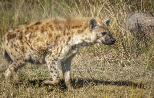 Hyena, Pastebėtas, Medžiotojas, Plėšrūnas, Gamta, Laukinė Gamta, Mėsėdis, Gyvūnas, Žinduolis, Afrika, Parkas, Rezervas, Prievartautojas, Žaidimas, Spotted-Hyena, Galingas, Laukiniai, Lauke