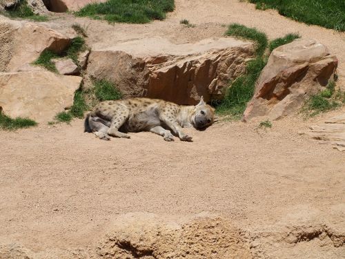 Hyena, Safari, Bioparc