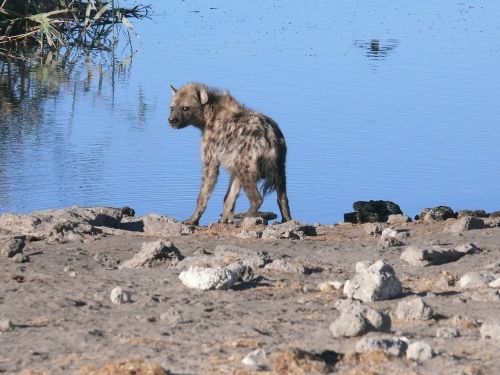 Hyena, Gyvūnai, Afrikos, Žinduolis, Mėsėdis, Laukinė Gamta, Vandens Skylė, Iš Arti, Namibija, Etosha, Safari