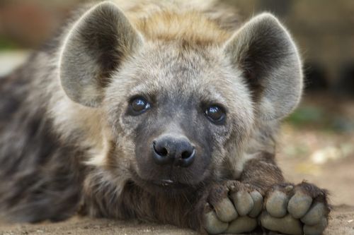 Hyena, Cub, Uždaryti