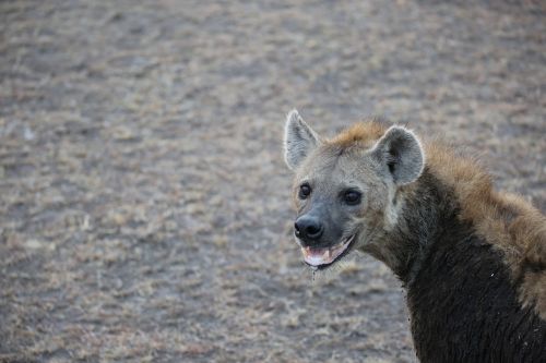 Hyena, Laukinė Gamta, Safari, Afrika, Kenya, Maasai Mara