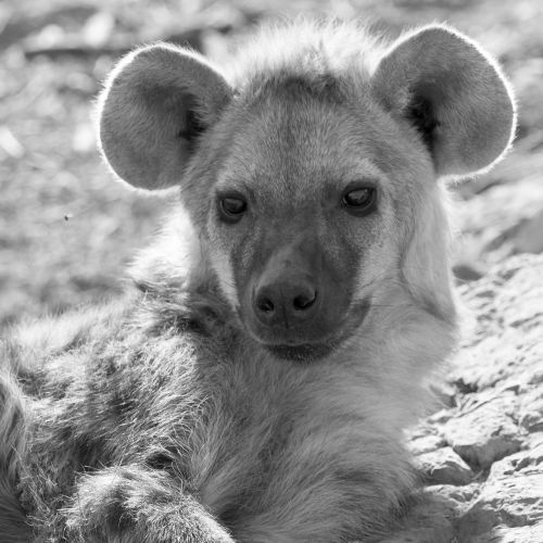 Hyena, Hyenas Baby, Namibija