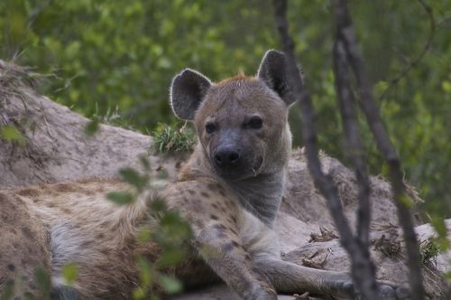 Hyena, Prievartautojas, Laukinė Gamta, Gamta, Afrika, Safari, Afrikos, Pavojingas