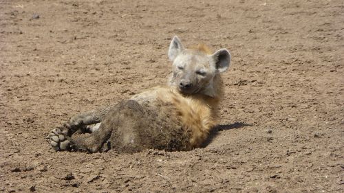 Hyena,  Gyvūnų Portretas,  Afrika,  Safari