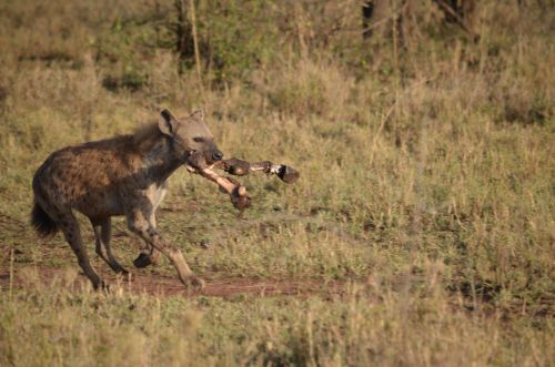 Hyena,  Tanzanija,  Dėmėta Hipena