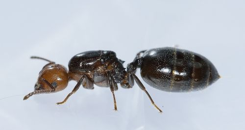 Hymenoptera, Ant, Galva, Rossa, Makro