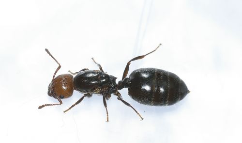 Hymenoptera, Ant, Galva, Rossa, Makro