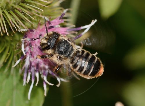 Hymenoptera, Megachile, Centugularis, Makro