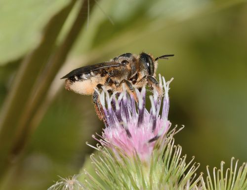 Hymenoptera, Megachile, Centugularis, Makro