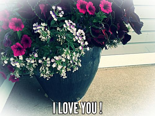 Gėlės,  Tekstas,  Meilė,  Augalai,  & Nbsp,  Meilė & Nbsp,  Jums,  Romantiškas,  Nuotrauka,  Aš Tave Myliu