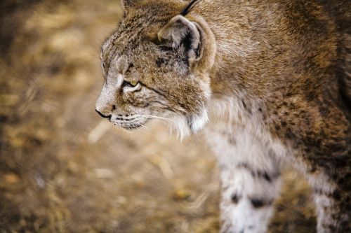 Iberian Lynx, Profilis, Lavirian