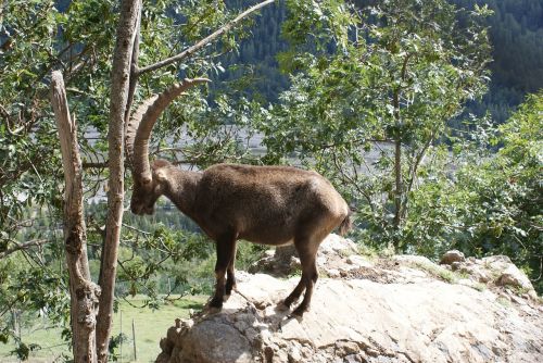 Ibex, Fauna, Gamta, Kietas Uolas, Kalnas, Alpės Iš Aukštutinės Provence