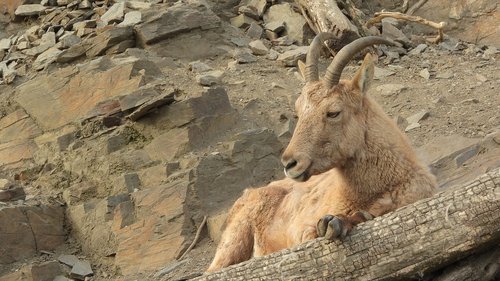 Ibex Caucasian,  Capra Caucasica,  Ožiaragis,  Prahos Zoo,  Moteris,  Kalnų Gyvūnai