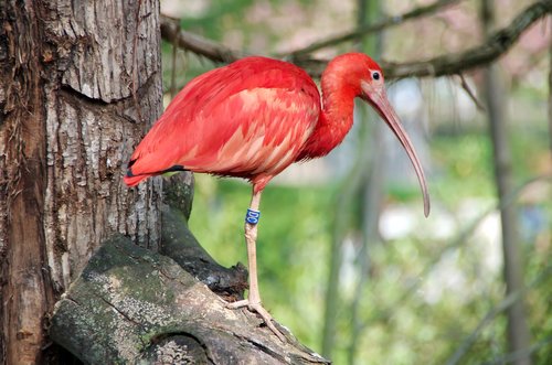 Ibis,  Scarlet Ibis,  Corocoro Rojo,  Eudocimus Ruber,  Threskiornithidés,  Gyvūnija,  Paukštis