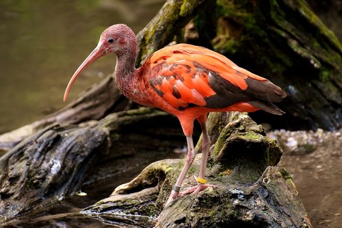 Ibis,  Eudocimus Ruber,  Scarlet Ibis,  Raudonos Ibis,  Plunksnos,  Zoo,  Gyvūnas,  Tierpark Hellabrunn