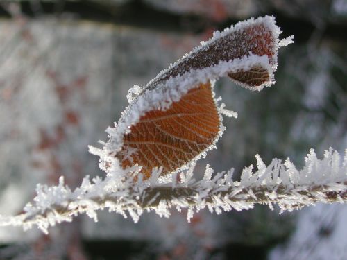 Ledas, Lapai, Sušaldyta, Žiema, Kristalai, Eiskristalio