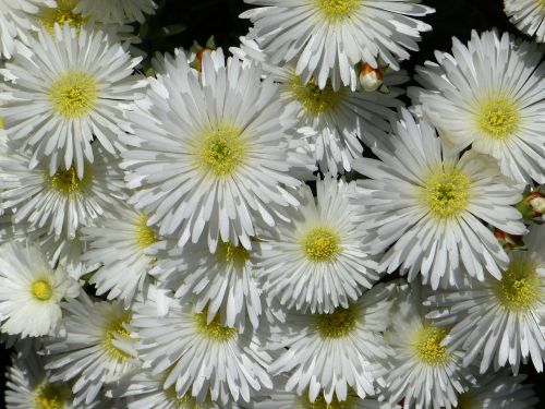 Ledo Augalas, Lampranthus, Balta, Žiedas, Žydėti, Rožinis, Gėlės, Gamta, Augti