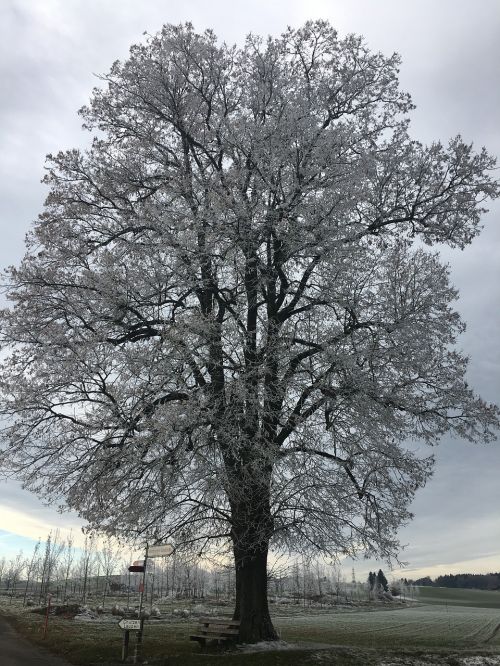 Ledas, Medis, Žiema