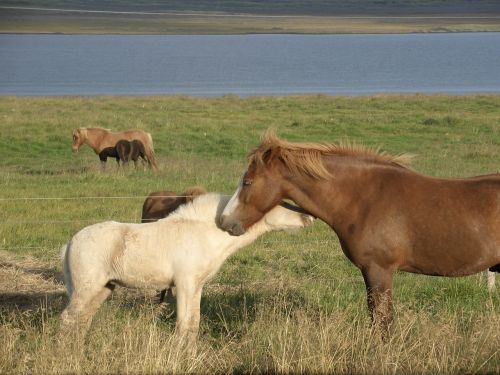 Iceland, Arkliai, Gamta, Arklys, Gyvūnai