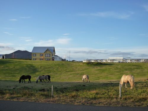 Iceland, Gamta, Arkliai, Kraštovaizdis