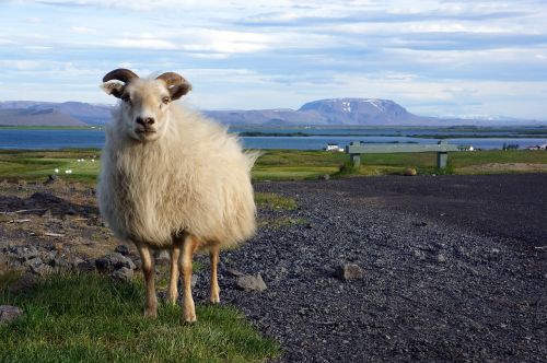 Iceland, Laivas, Gamta, Gyvūnai, Kraštovaizdis