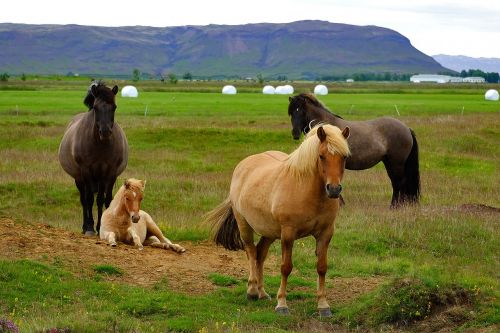 Iceland, Iceland Pony, Arklys, Gyvūnas, Islandų Salos, Islandijos Arklys, Kumeliukas, Mare, Flock, Maži Arkliukai