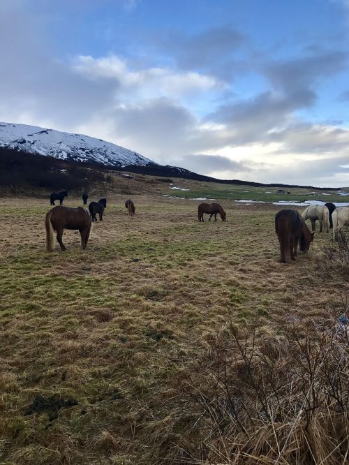 Iceland, Islandijos Žirgai, Auksinis Ratas, Arklys, Icelandic, Gamta