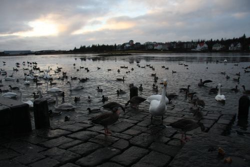 Iceland, Papludimys, Vanduo