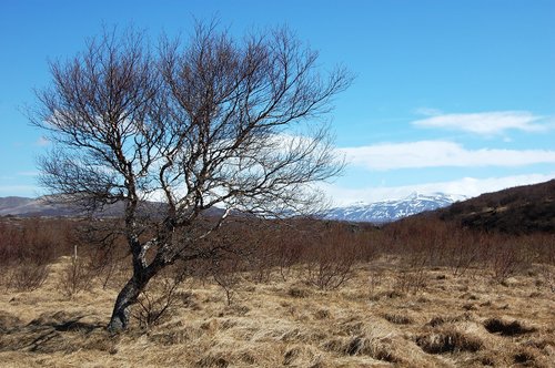 Islandija,  Vienišas Medis,  Augmenija