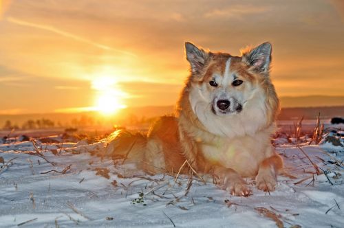 Iceland Dog, Šuo, Žiema, Šaltas, Kailis, Sniegas