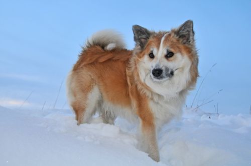 Iceland Dog, Žiema, Sniegas, Šaltas, Šuo