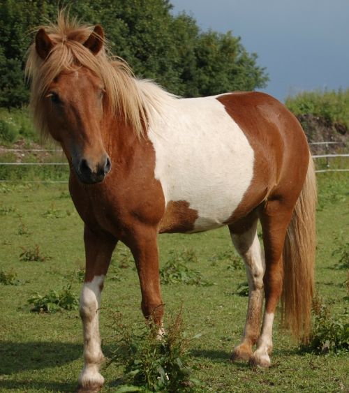 Iceland Pony, Arklys, Pataisytas, Ganykla, Islandijos Arklys