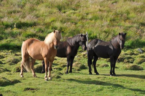 Iceland Pony, Islandų Salos, Islandijos Arklys, Arklys, Ponis