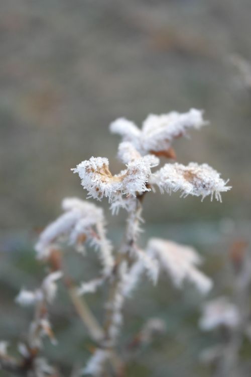 Apledėjimas, Šaltis, Išsamiai, Makro, Šaltas, Balta, Augalas