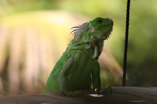 Iguana, Žalias, Vakarų Indiejai, Gamta, Žalia Iguana, Driežas, Ropliai, Gyvūnas, Fauna, Laukiniai, Laukinis Gyvūnas