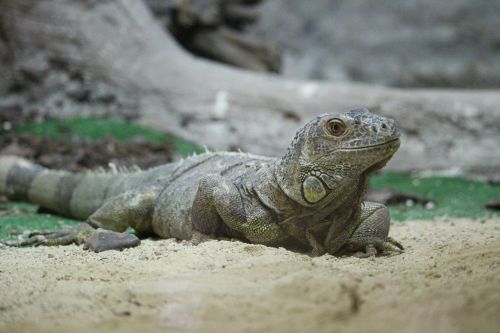 Iguana, Poilsis, Zoologijos Sodas