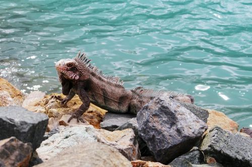 Iguana, Gyvūnas, Driežas, Reptilia, Laukiniai, Laukinė Gamta, Gamta, Atogrąžų, Karibai