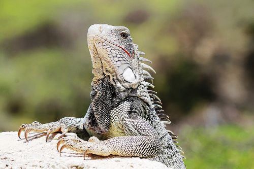Iguana, Curaçao, Gamta, Gyvūnas, Gyvūnai